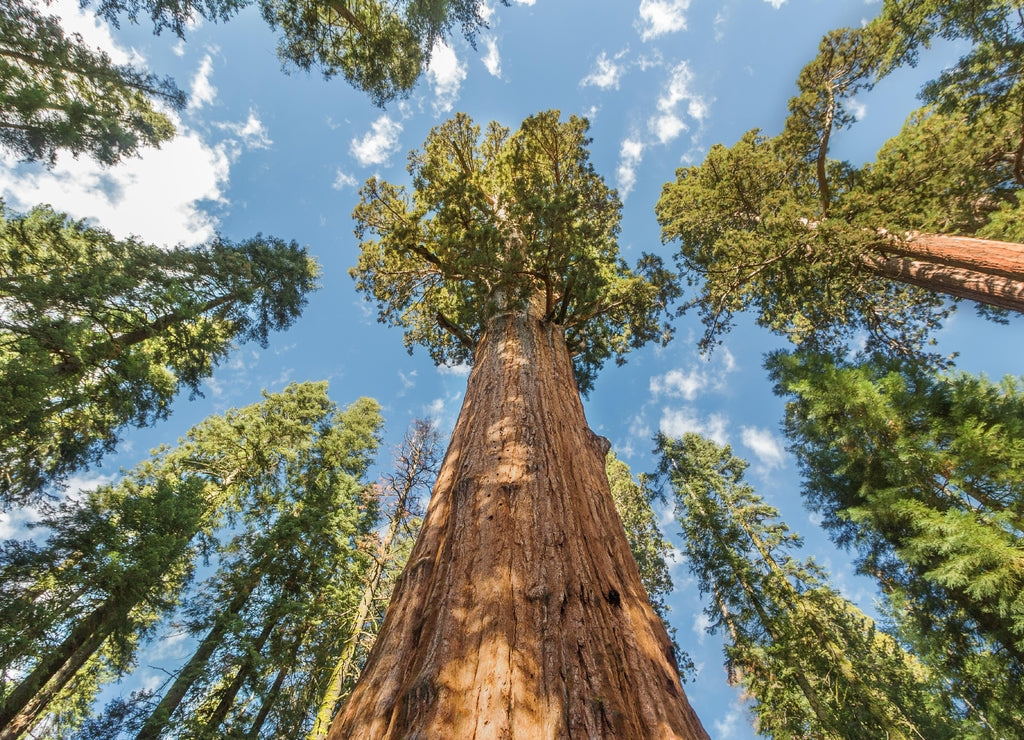 World's Largest Redwood Trees in Sequoia National Park, California USA