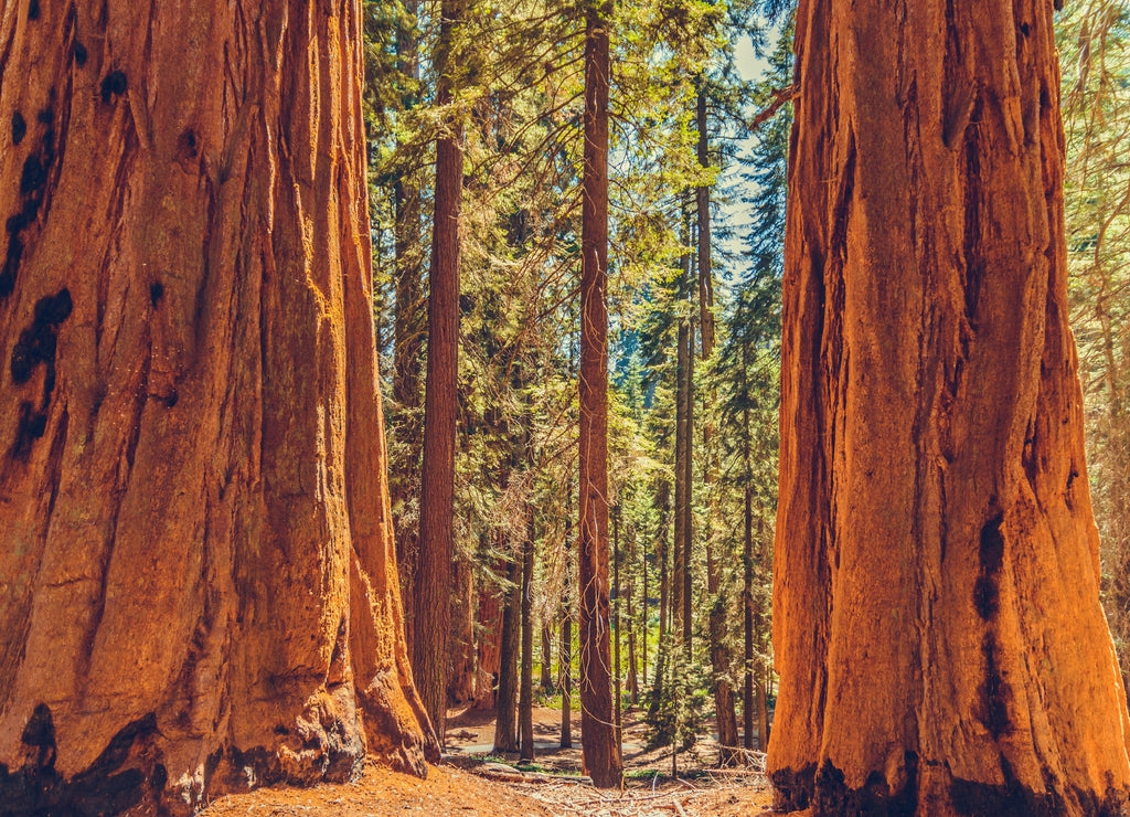 Giant redwood pines sequoia trees, Sequoia National Park, California, USA