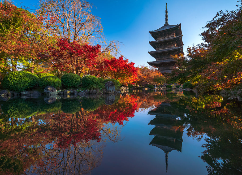 The wooden pagoda of Toji Temple with beautiful maple leaves, Kyoto, Japan
