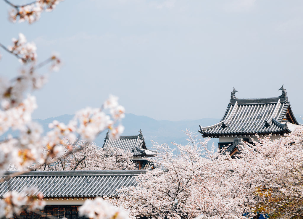 Koriyama castle park with cherry blossoms in Nara, japan
