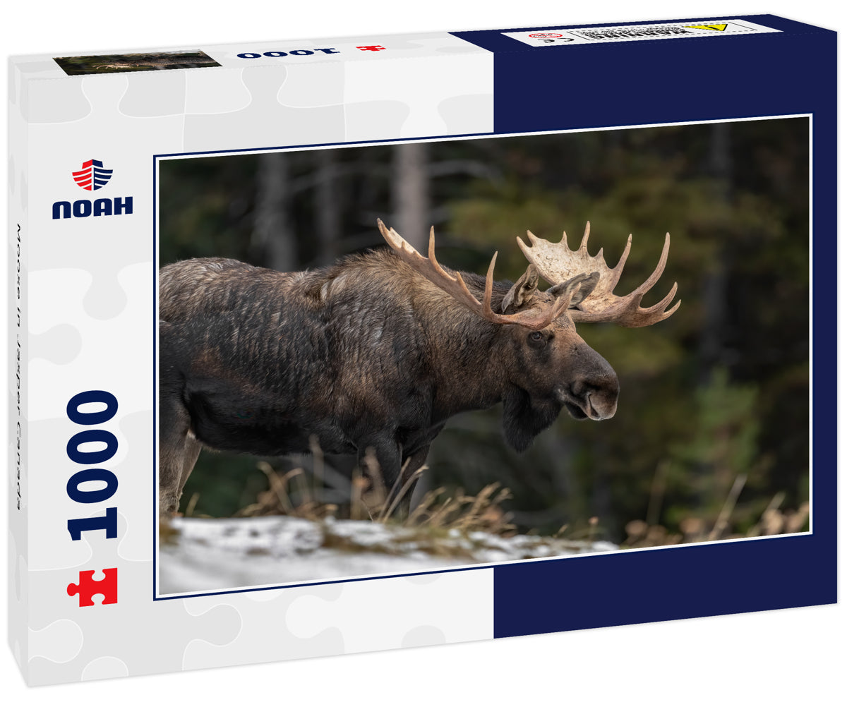 Moose in Jasper Canada