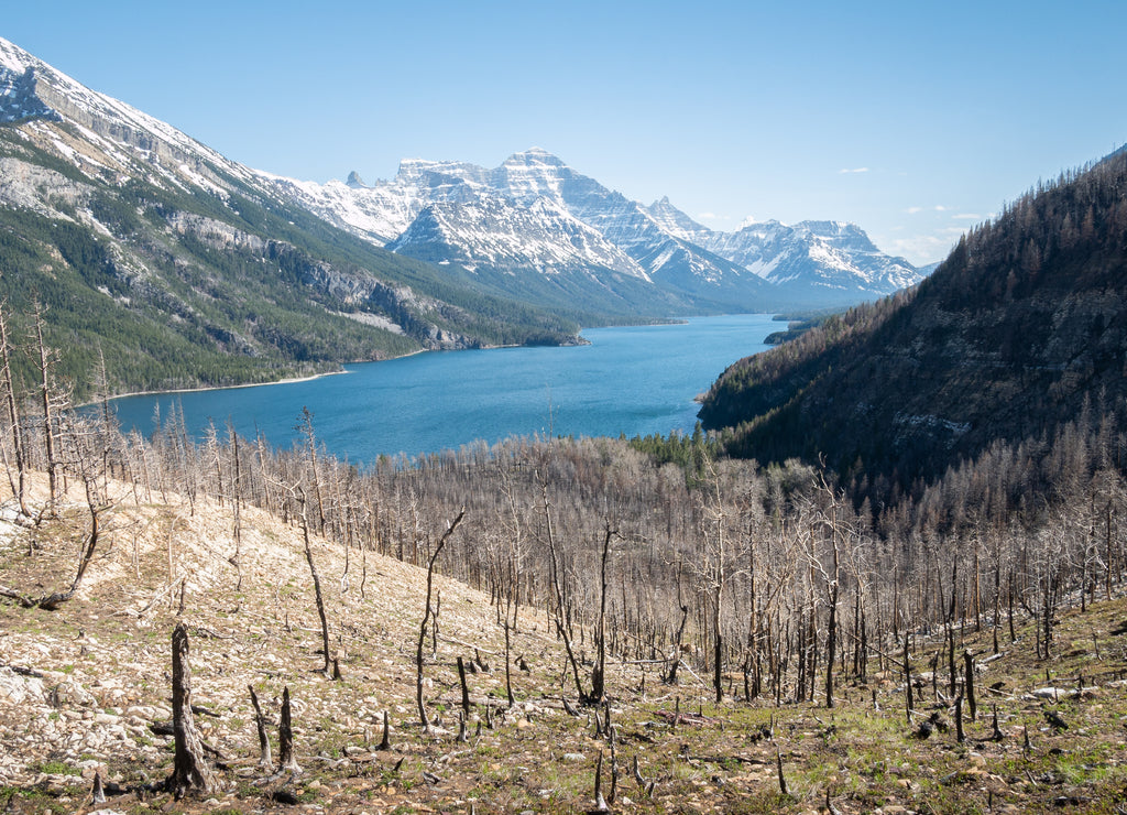 Wildfires affected alpine landscape with burned trees, shot in Waterton National Park, Alberta, Canada