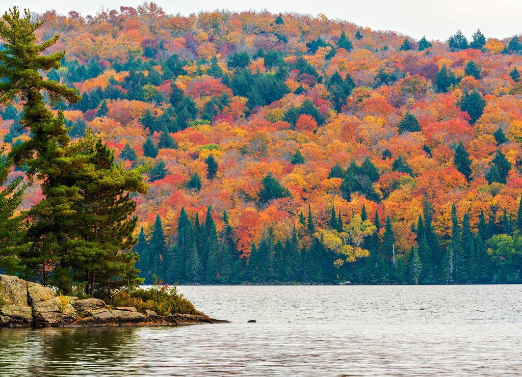 Fall colors Algonquin Park, Ontario, Canada
