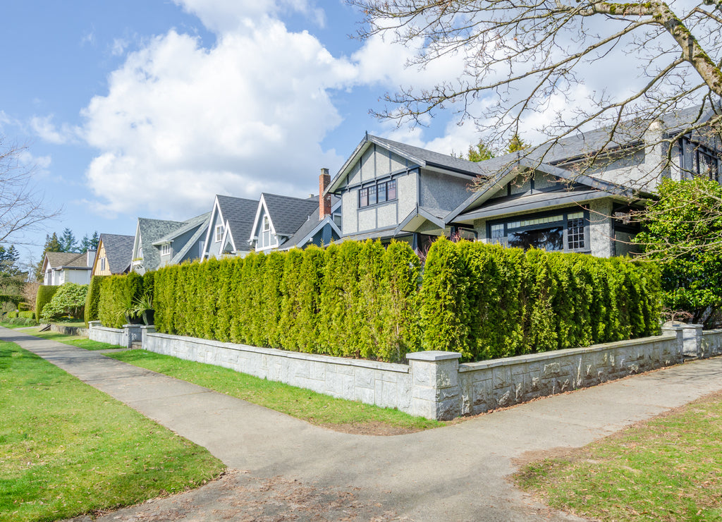 Green fence built from trees. Outdoor landscape. Security and privacy concept. Vancouver. Canada