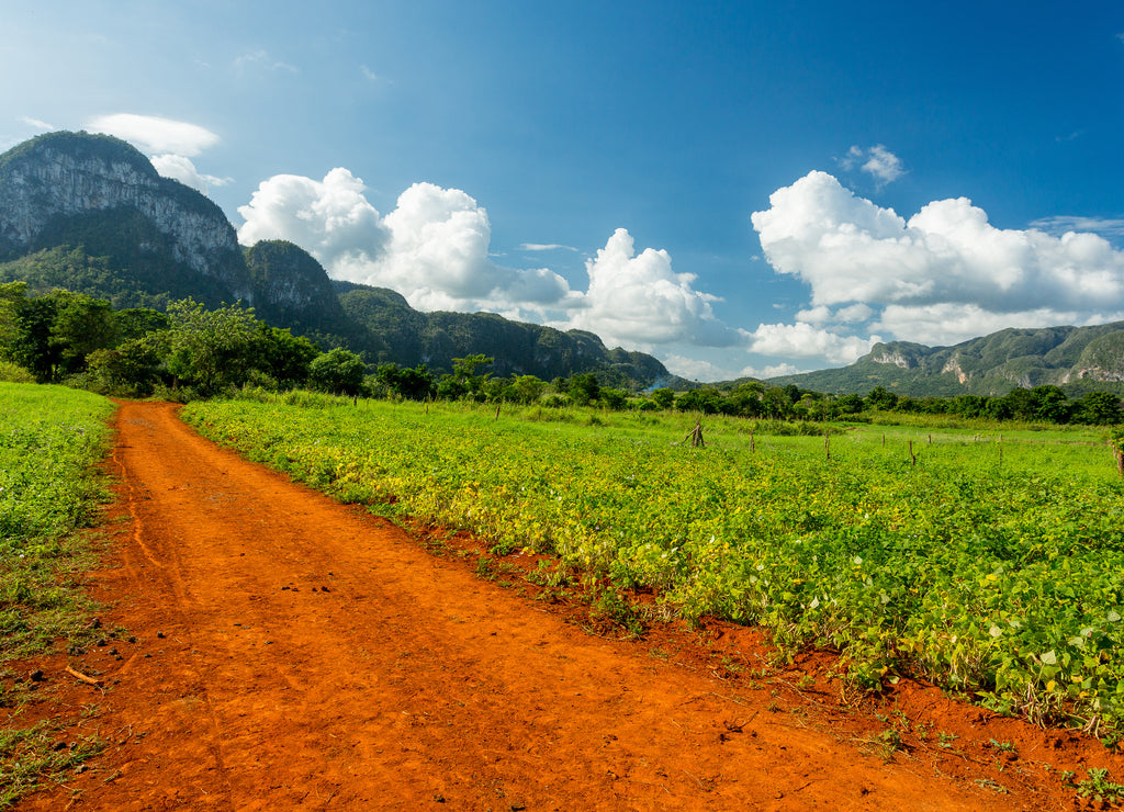Vinales, Cuba. Tobacco farming