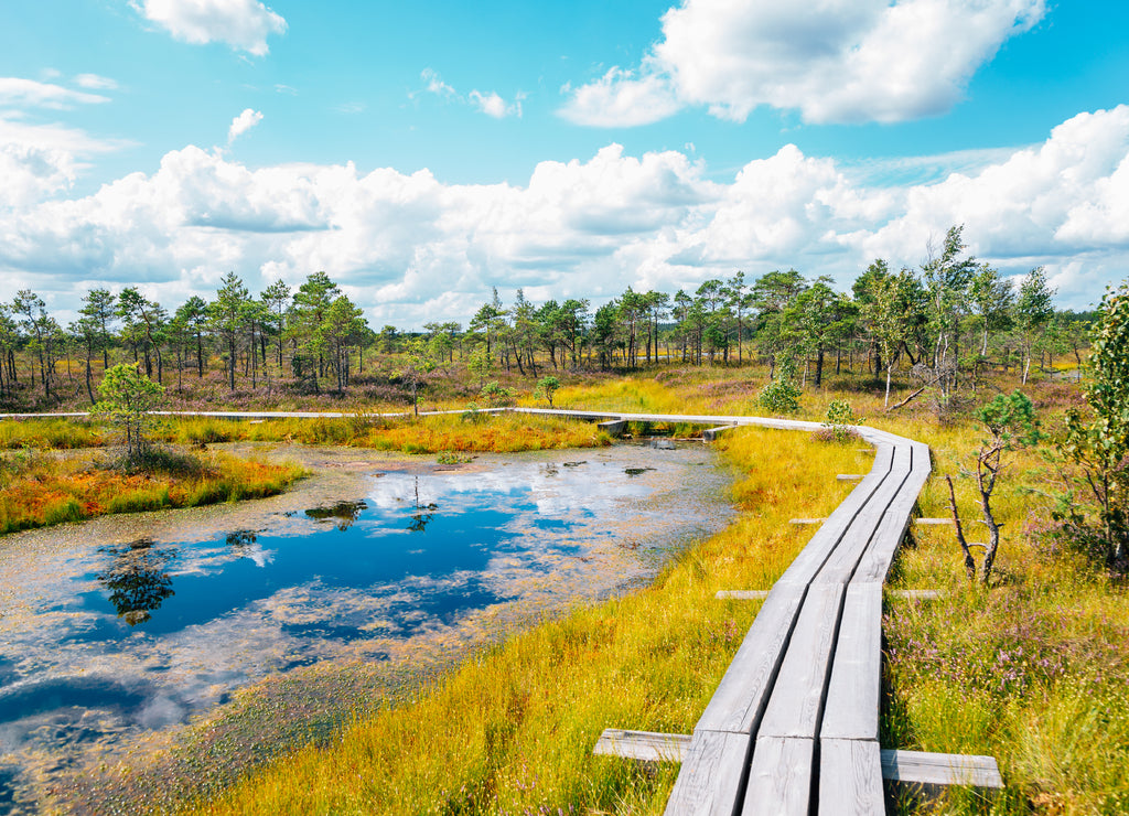 Kemeri National Park Bog trail in Latvia