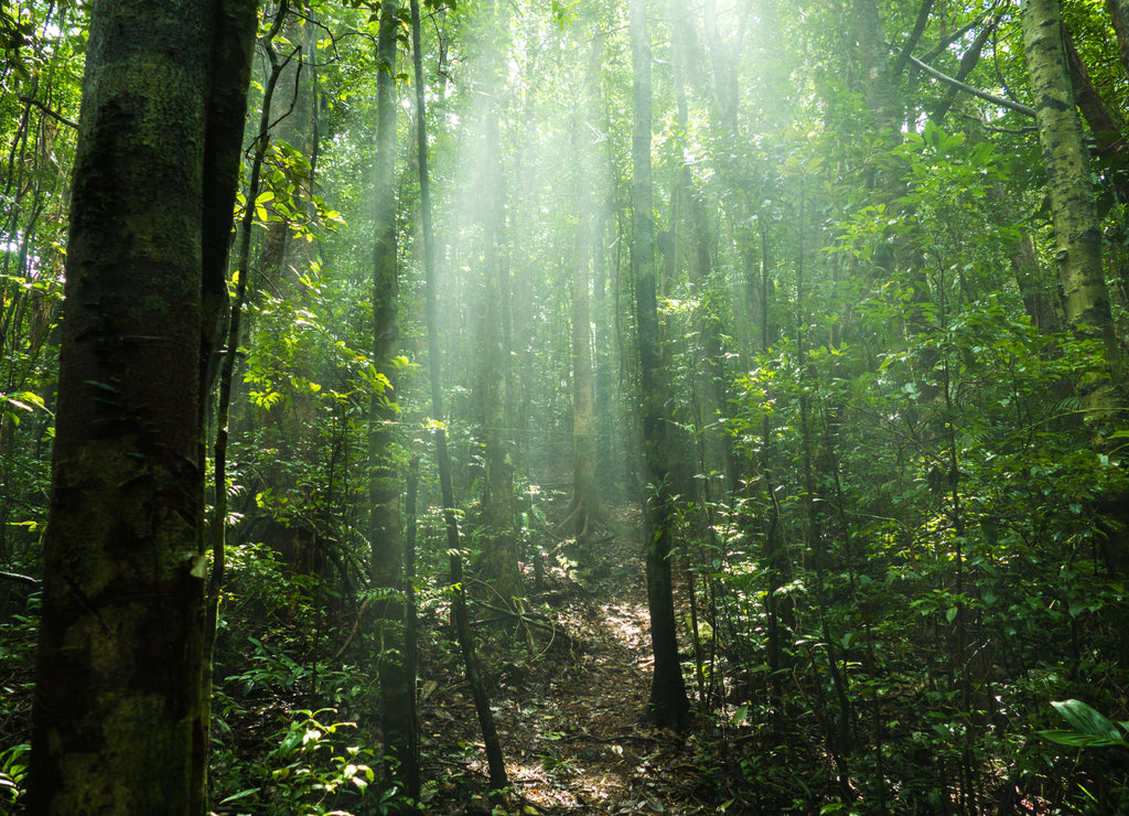Nosy Mangabe Forest - close to Madagascars Masoala National Park
