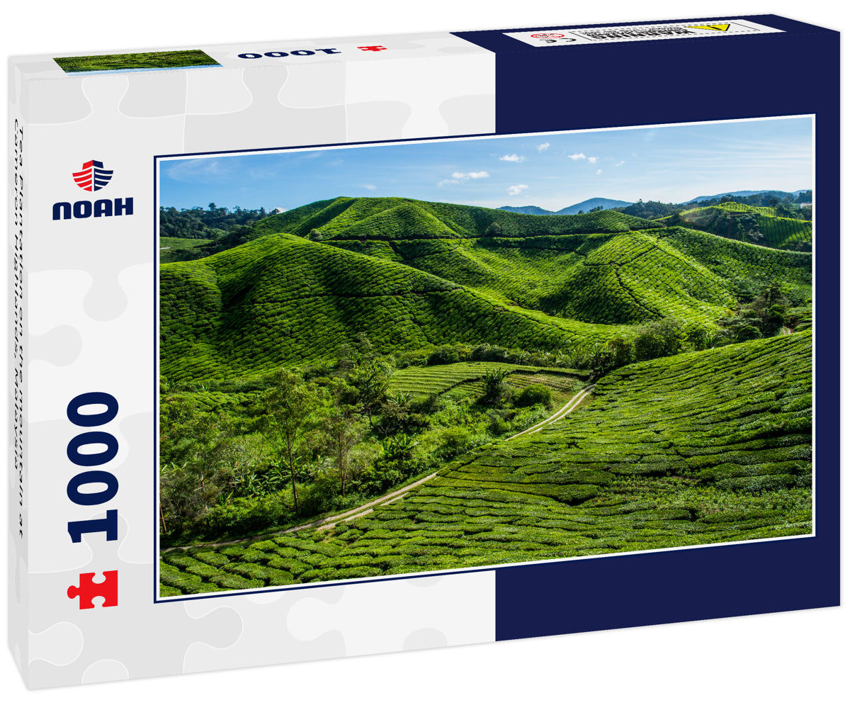 Tea Plantation on the mountain at Cameron Highlands, Malaysia