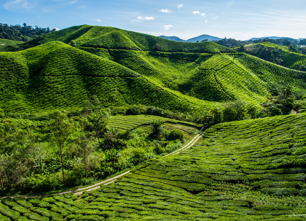 Tea Plantation on the mountain at Cameron Highlands, Malaysia