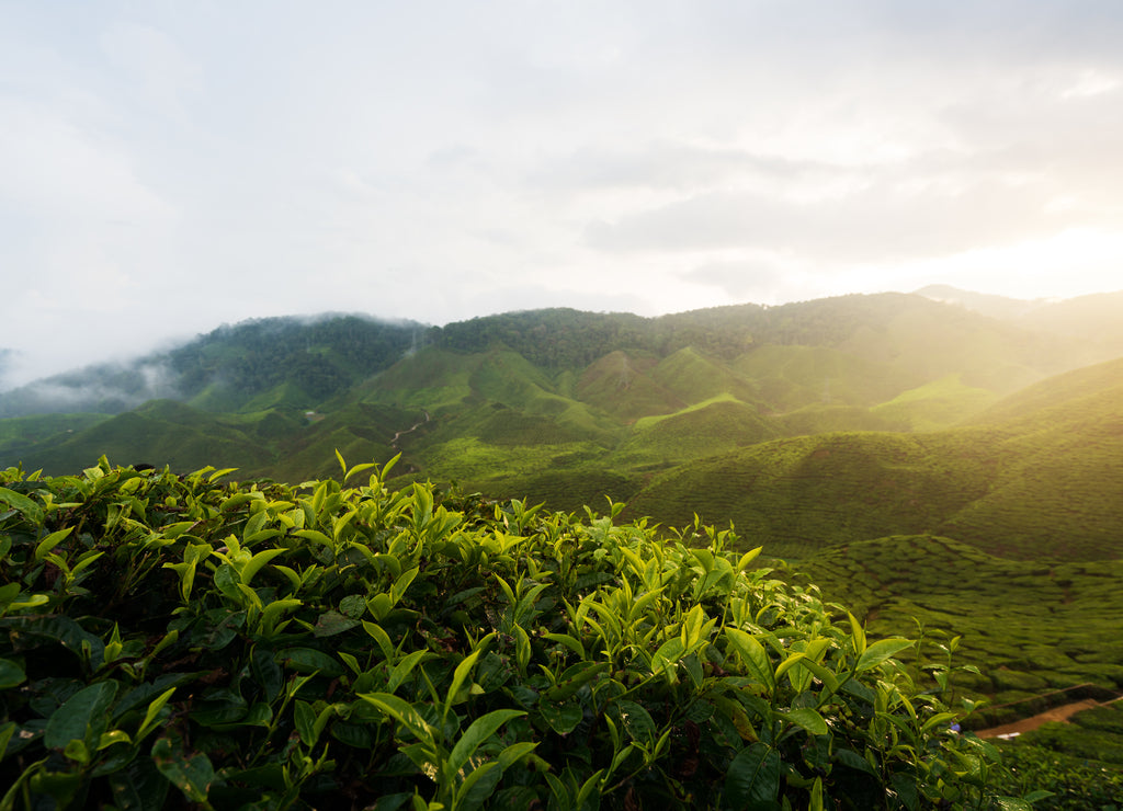 Amazing Malaysia landscape. View of tea plantation in sunset/sunrise time in in Cameron highlands, Malaysia. Nature background with foggy