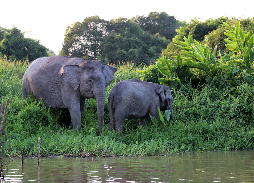 Borneo pygmy elephants (Elephas maximus borneensis) - Borneo Malaysia Asia