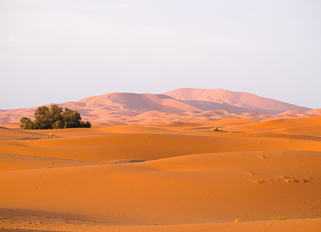 Early morning light at the desert dunes Erg Chebbi in the south of Morocco, nearby Merzouga