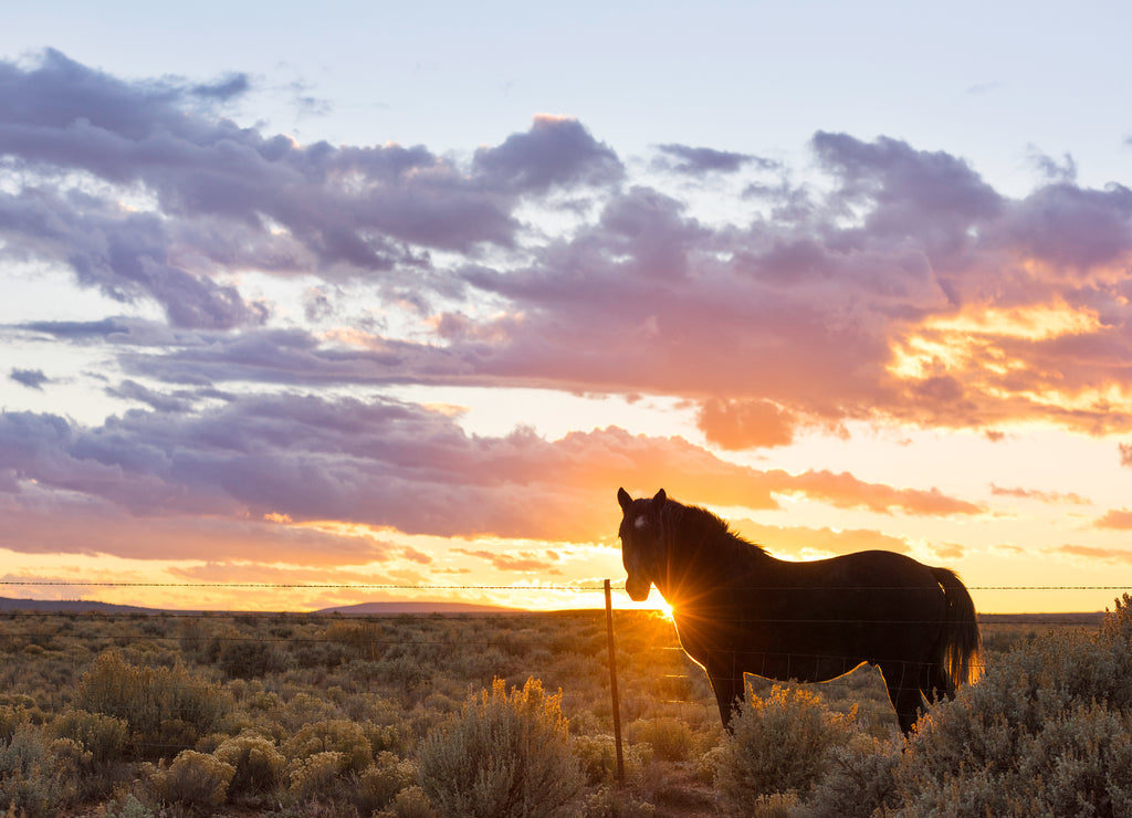 Taos Mesa, New Mexico