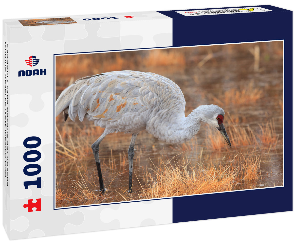 Sandhill Crane Bosque del Apache Wildlife Reserve New Mexico USA