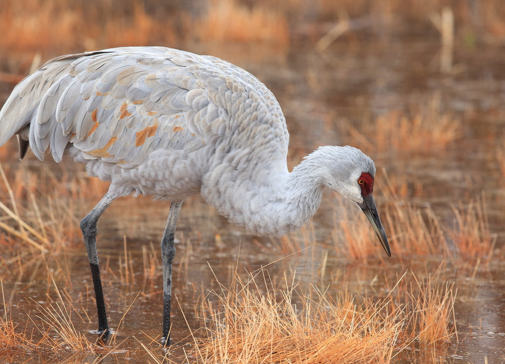 Sandhill Crane Bosque del Apache Wildlife Reserve New Mexico USA