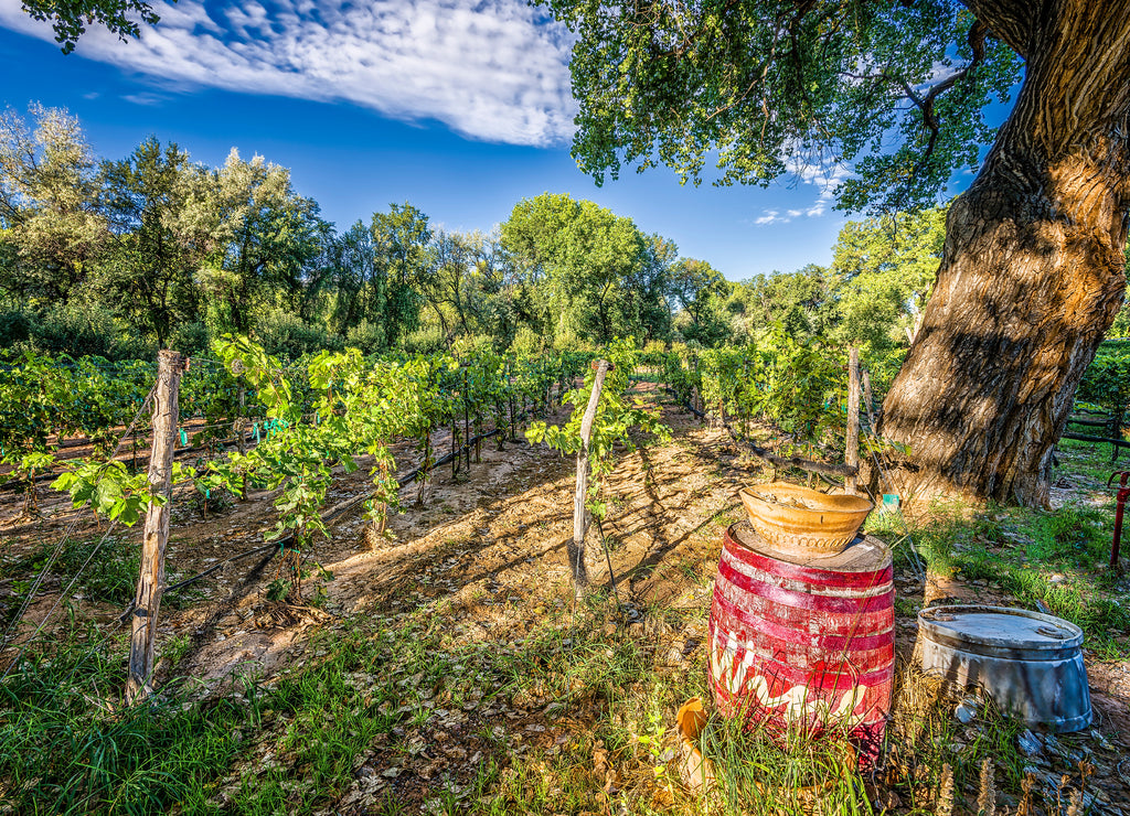 New Mexico Vineyard