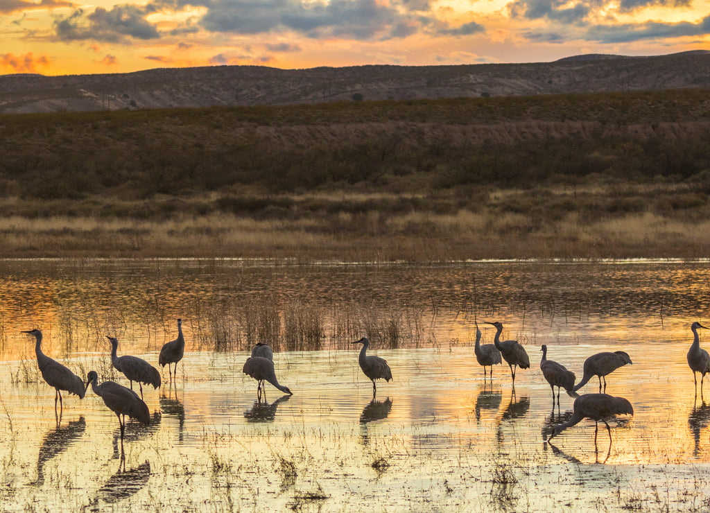 USA, New Mexico, Bosque del Apache National Wildlife Refuge. Sandhill cranes in water at sunset