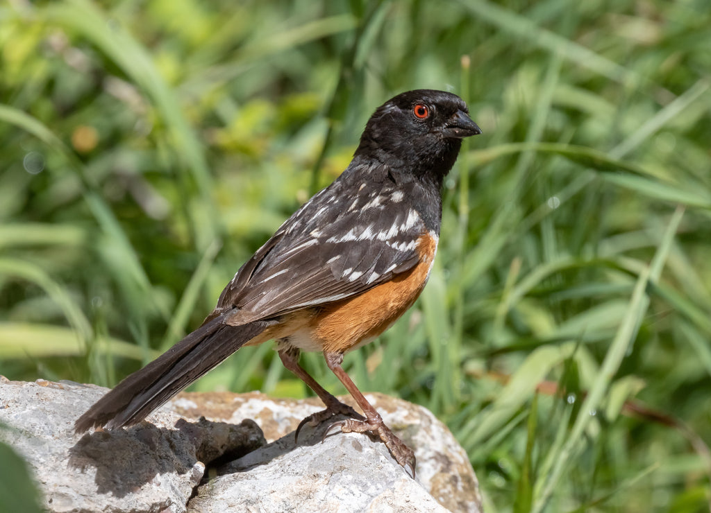 Spotted towhee on rock near Capulin Spring, Sandia Mountains, New Mexico