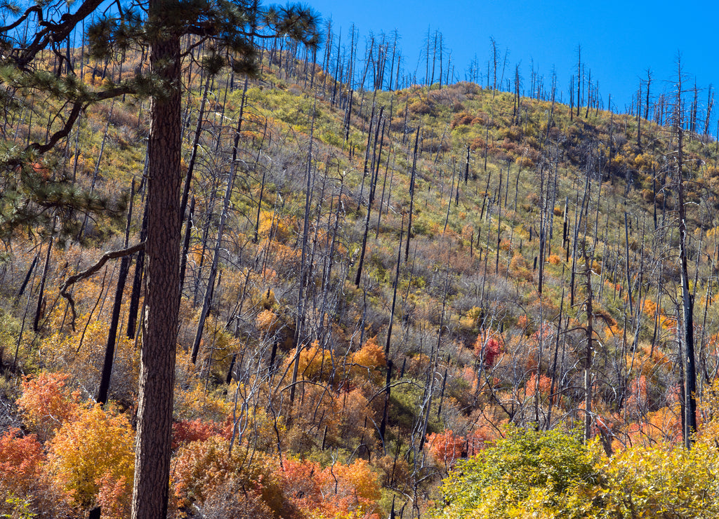 Morning light on colorful autumn leaves in regenerating forest burned in 2013 Silver Fire in the Black Range of New Mexico's Gila National Forest