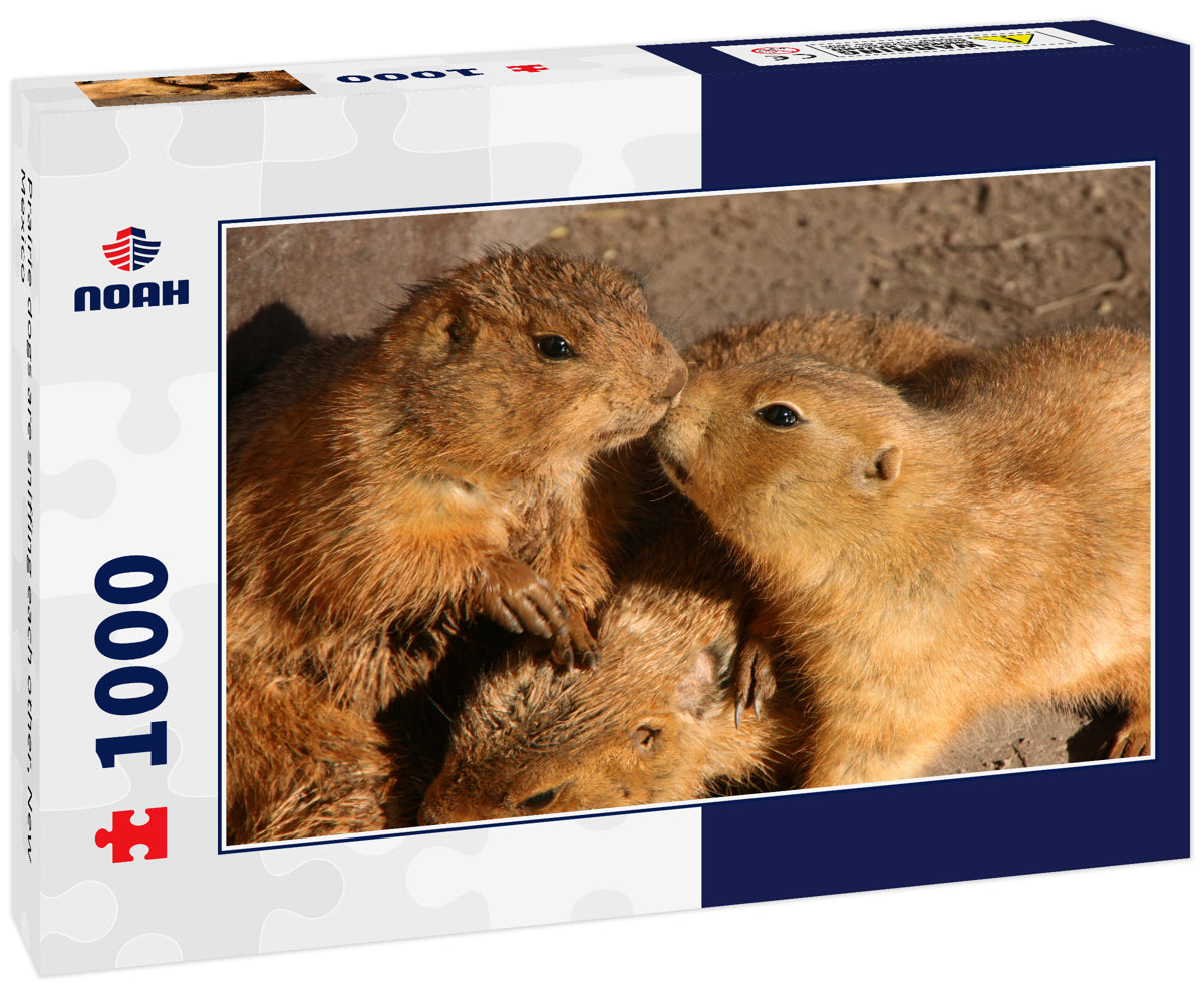 Prairie dogs are sniffing each other, New Mexico