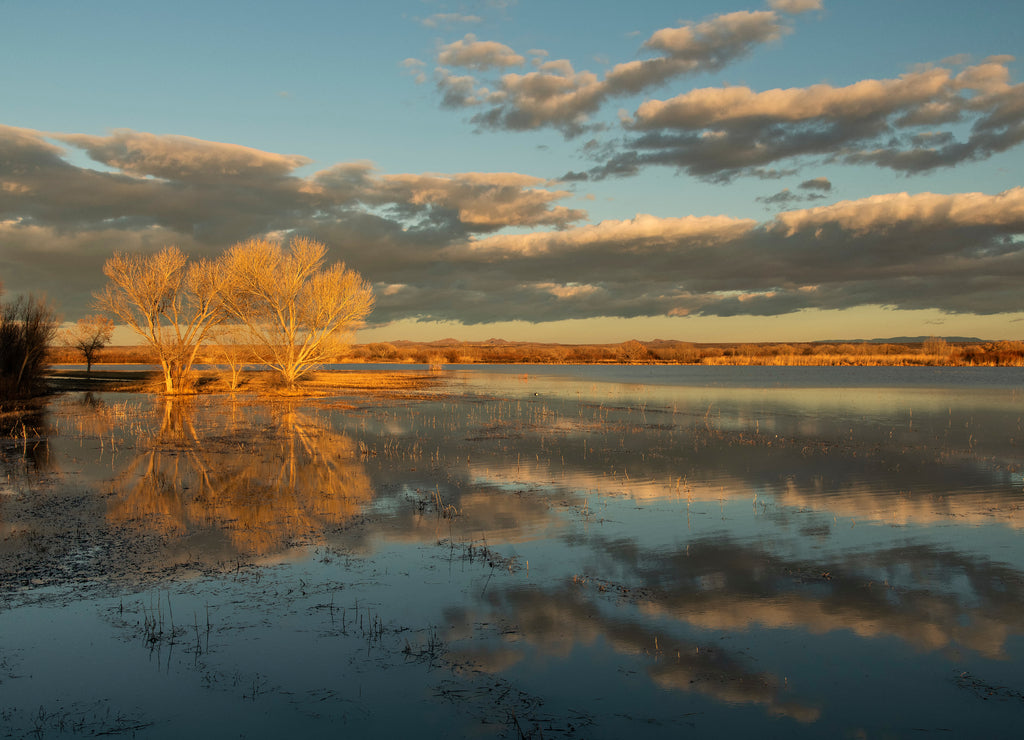 Winter reflections at sunset in lake at Bosque del Apache; near Socorro, New Mexico