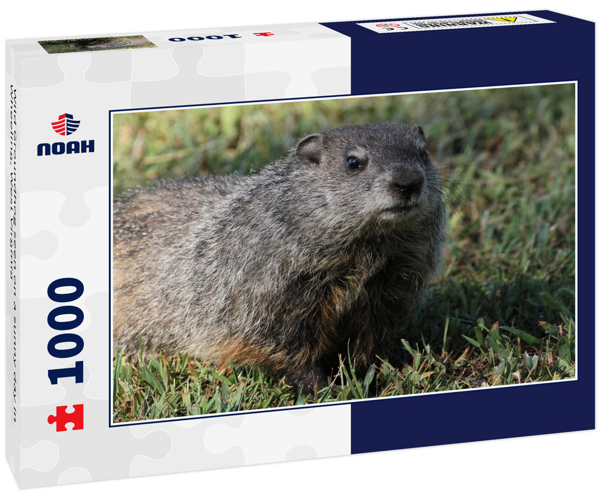Wild Groundhog seen on a sunny day in Wheeling, West Virginia