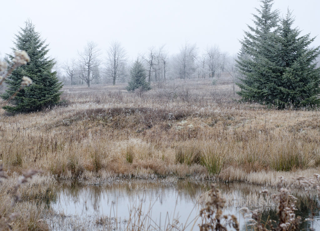 Winter in Dolly Sods Wilderness, Monongahela National Forest, West Virginia