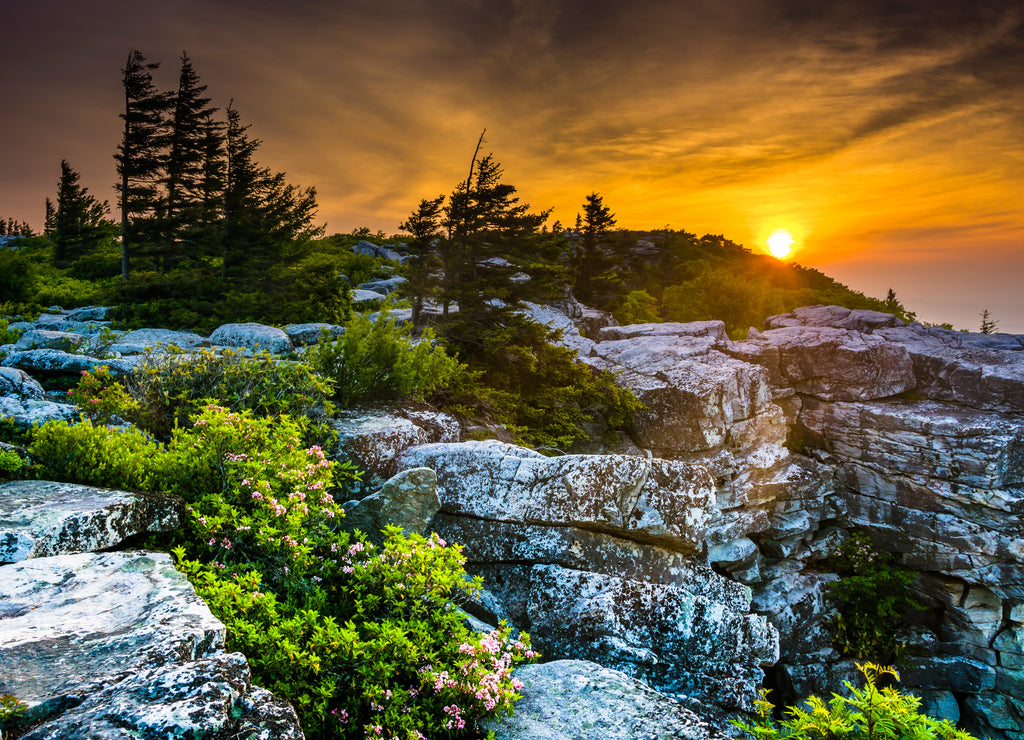 Sunrise at Bear Rocks Preserve, in Dolly Sods Wilderness, Monon, West Virginia