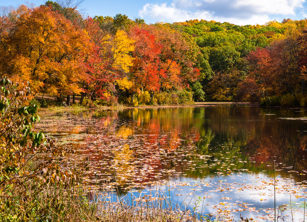Vivid Autumn Colours and Reflection in Water on a Sunny Day, Connecticut