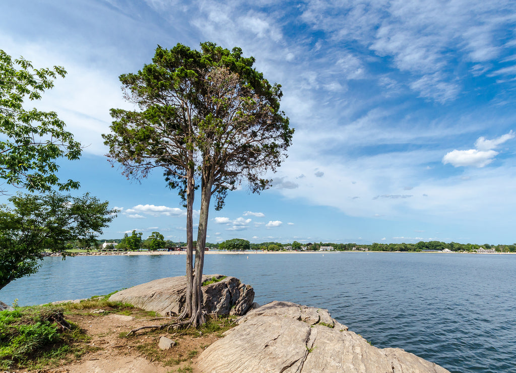 Tree on the coast of Connecticut