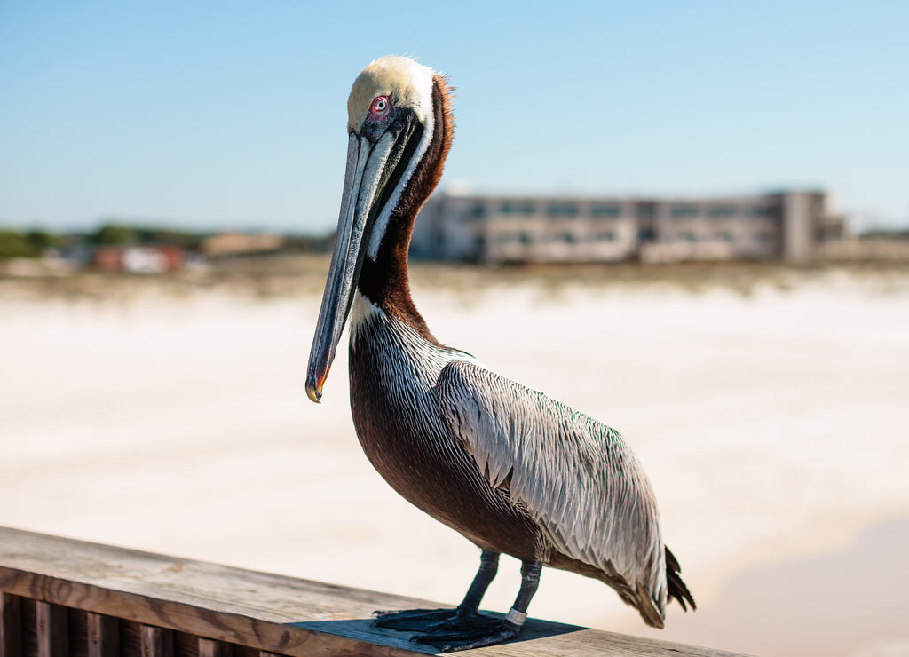 Pelican on Fishing Pier in Gulf Shores, Alabama
