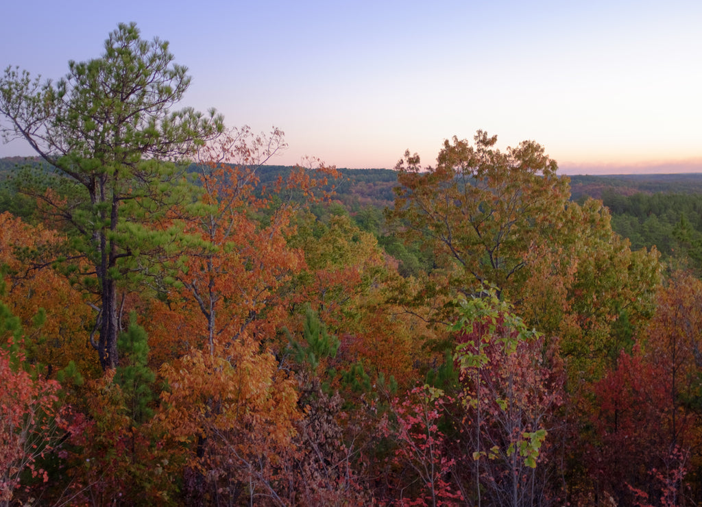 Morning tree and sky colors in Talladega National Forest near Heflin, Alabama, USA