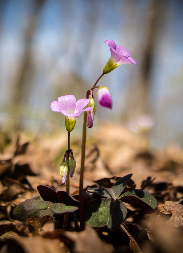 Springtime in Cane Creek Canyon, Alabama