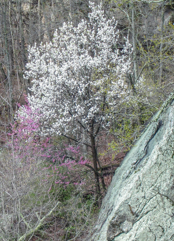 wall in gorge below noccalula falls gadsden Alabama USA