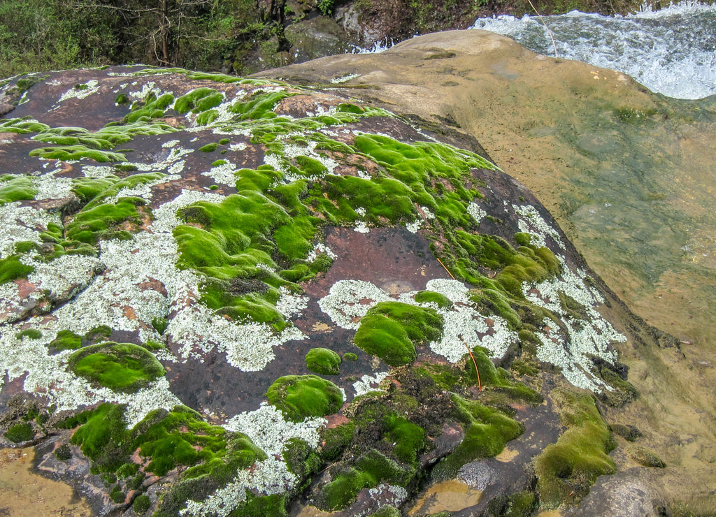 moss near the edge of the creek at noccalula falls gadsden Alabama USA