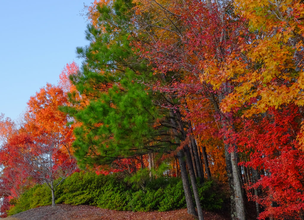 Fall colors in trees and plants shortly before sunset on a hillside at Barber Motorsports Park in Birmingham, Alabama, USA