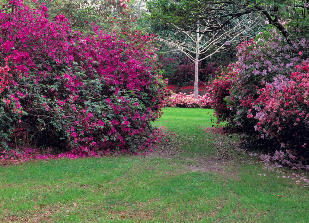USA, Alabama, Mobile. Colorful azaleas fill Bellingrath Gardens in Mobile, Alabama