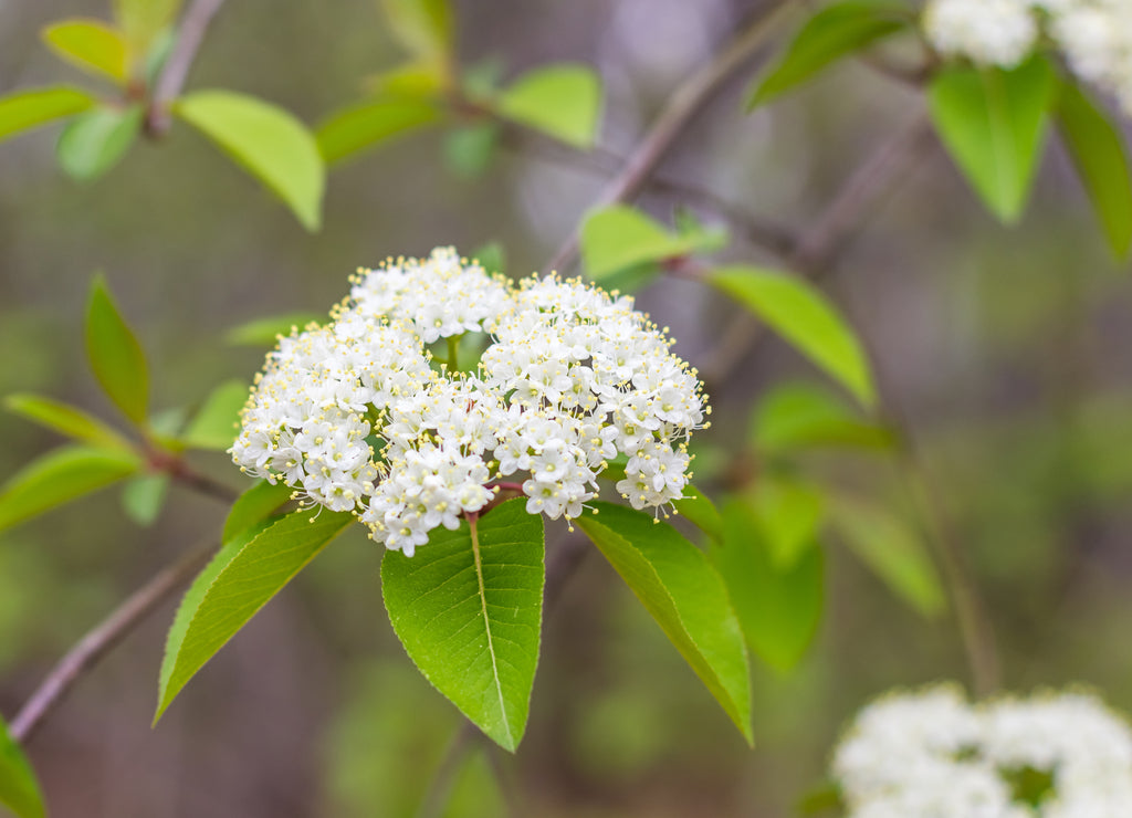 Wayfaring Tree Blossom Isolated: Beautiful Isolated blossom of a Wayfaring Tree on a low hanging limb in Montgomery, Alabama. Signs of Spring