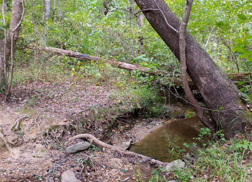 The Chinnabee Solent Trail crosses a stream in the Talladega National Forest in Alabama, USA