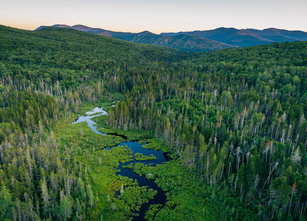 View of a wetland in the White Mountains of New Hampshire