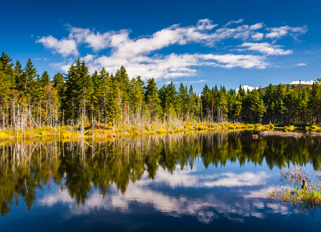 Reflections at a pond in White Mountain National Forest, New Hampshire