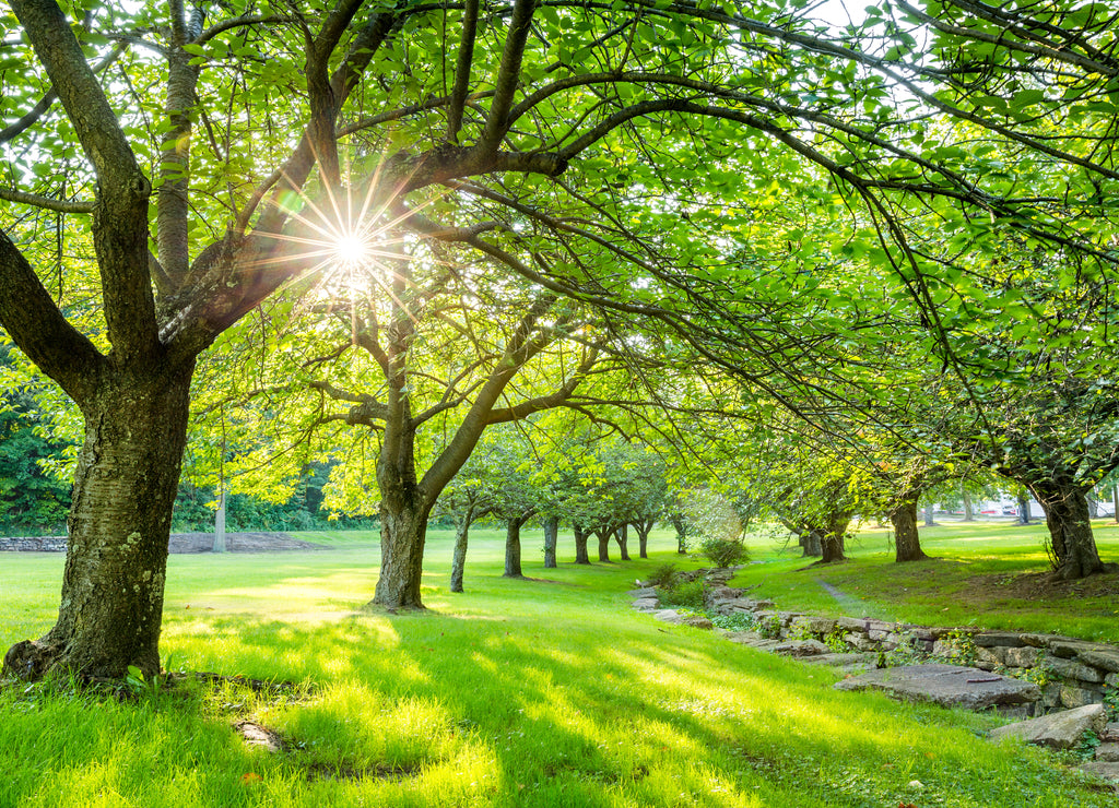 Summer time in Hurd Park, Dover, New Jersey with green cherry trees