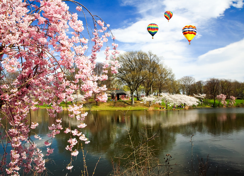The Cherry Blossom Festival in New Jersey