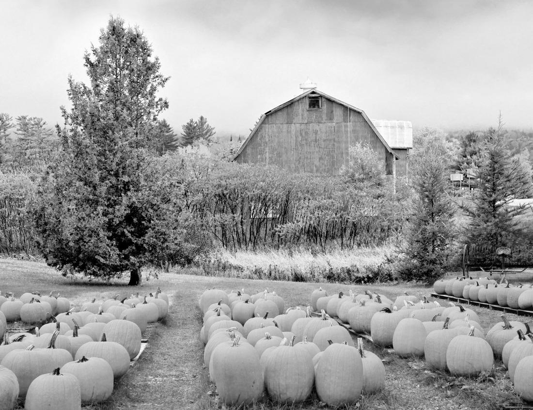 Noah Jigsaw Puzzle Autumn pumpkin patch with a rustic old red barn in Vermont, USA. in black white 1000 pieces