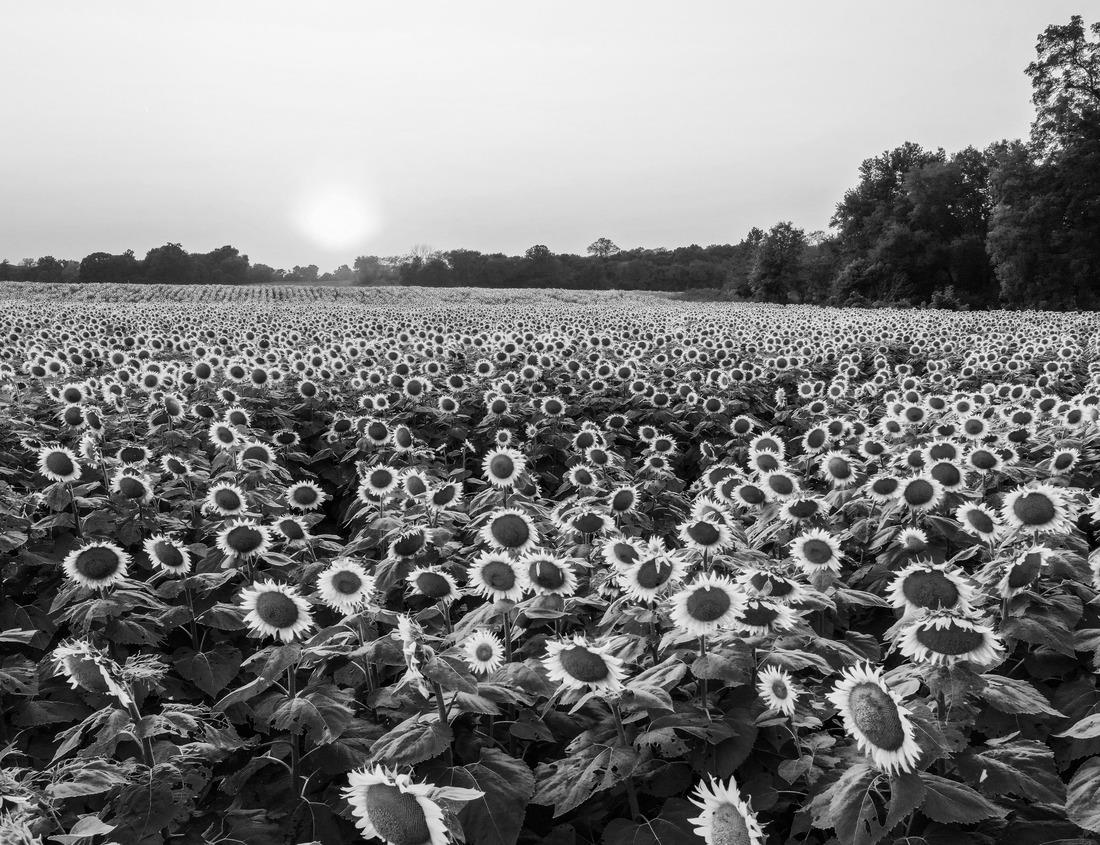 Noah Jigsaw Puzzle Calabria, Scilla medieval town with beautiful beach. Southern Italy in black white 1000 pieces
