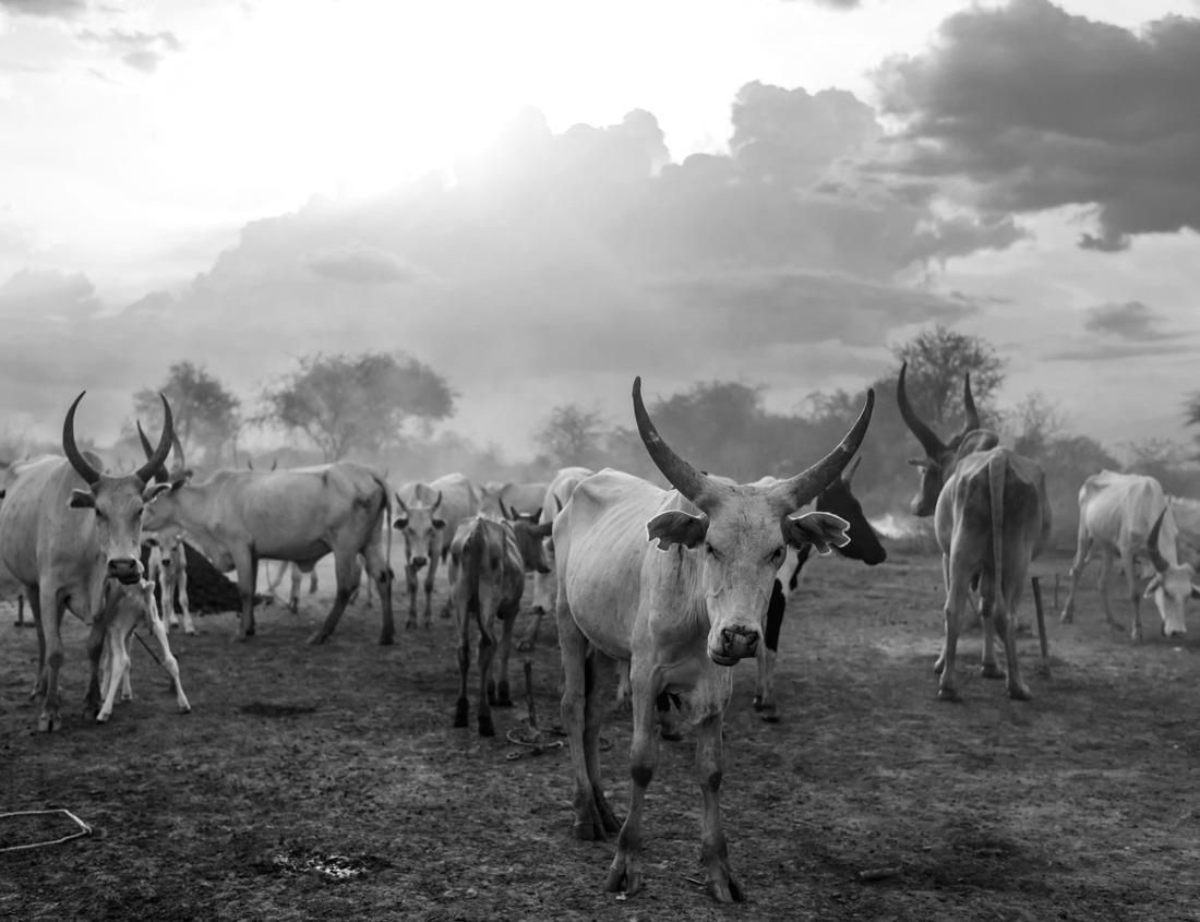 Noah Jigsaw Puzzle Breckenridge, Colorado, USA city skyline at dawn in winter in black white 1000 pieces