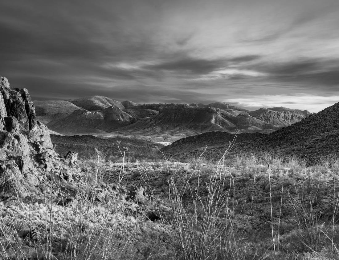 Noah Jigsaw Puzzle A moose in snow in Jasper Canada in black white 1000 pieces