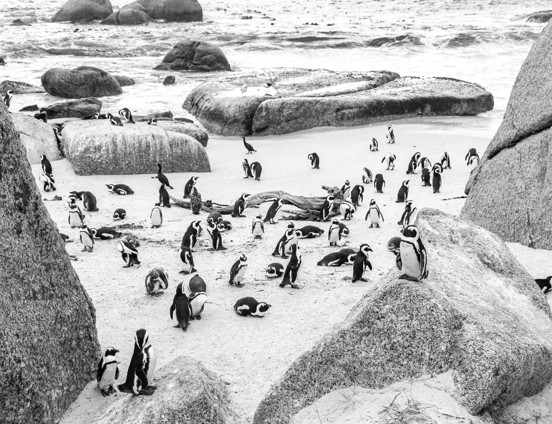 Noah Jigsaw Puzzle Harbour Springs, resort city, in Emmet County in the state of Michigan, United States, in the fall in black white 1000 pieces