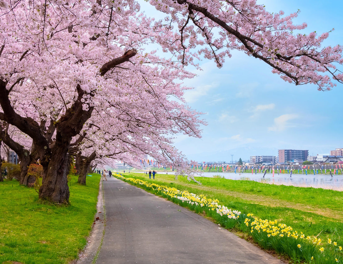 Noah Jigsaw Puzzle Full Bloom Cherryblossom Sakura at Kitakami Tenshochi Park in Kitakami, Iwate, Japan 1000 pieces