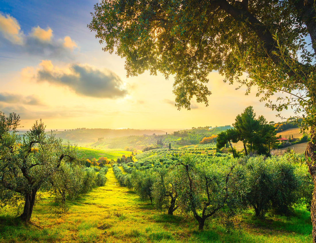 Noah Jigsaw Puzzle Maremma landscape panoramic view, olive trees, rolling hills and green fields at sunset. Sea on the horizon. Casale Marittimo, Pisa, Tuscany Italy 1000 pieces